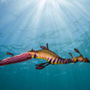 Weedy Seadragon In The Light Poster