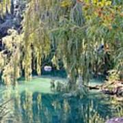 Weeping Willow Over Pond Poster