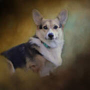 Welsh Corgi Named Rosie Poster