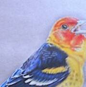 Western Tanager - Male Poster