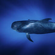 Whale Diving Through The Rays Of Light In The Ocean Poster