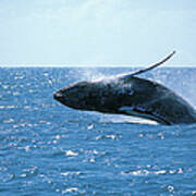 Whale Leaping From Sea Poster