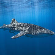 Whale Shark In The Blue Poster