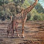 What Are The Looking At? Giraffes Poster