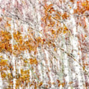 White Birches Poster