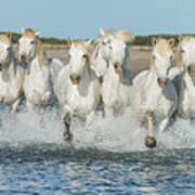 White Camargue Horses Galloping Poster