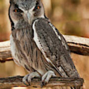 White-faced Scops Owl Poster