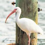 White Ibis Poster