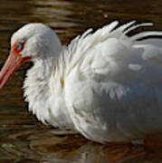White Ibis With Ruffled Feathers Poster