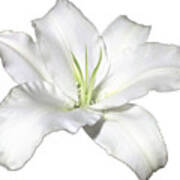 White Lily Flower Designs For Shirts Poster