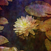 White Lotus Lily Pond 2938 Idp_2 Poster