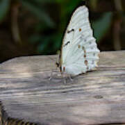 White Morpho Butterfly Poster