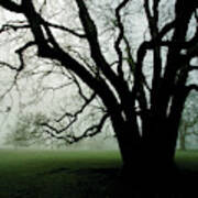 White Oak In Fog Poster