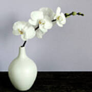 White Orchids In A White Vase Poster