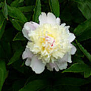 White Peony Solitaire Poster