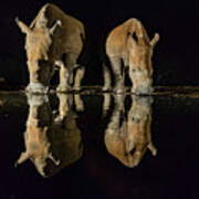 White Rhinos Poster