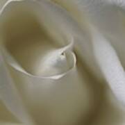 White Rose Swirl Poster