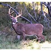 White-tail Buck Poster