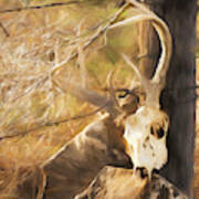 White-tail Deer 011 Poster