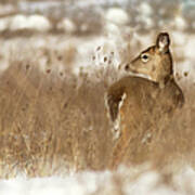 White-tailed Deer In Field, Winter Poster