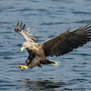 White-tailed Eagle Fishing Poster