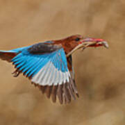 White-throated Kingfisher Catch Poster