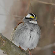 White-throated Sparrow 2 Poster
