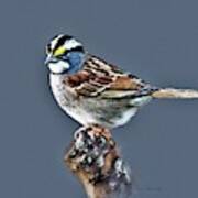 White-throated Sparrow Poster