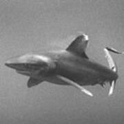 White-tip Shark Prowling Gulf Of Mexico. Poster