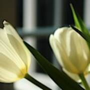 White Tulips By The  Window Poster