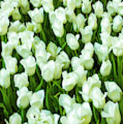 White Tulips On Green Poster