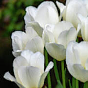 White Tulips Vertical Poster