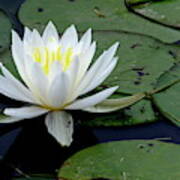 White Water Lilly Poster