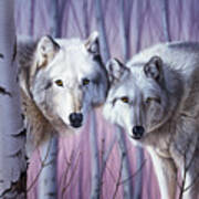 White Wolves By Birch Poster