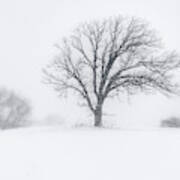 Whiteout - Tree In A Prairie Blizzard Poster