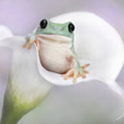 White's Tree Frog On A White Lily Poster