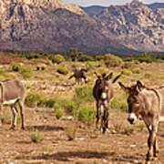 Wild Burros Poster