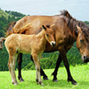 Wild Horse And Foal At Cape Toi Poster