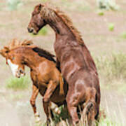 Wild Horse Fight Iii Poster