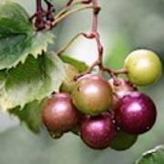Wild Muscadine Grapes Poster