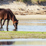 Wild Mustang On Shackleford Banks Poster