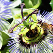 Wild Passion Flower 001 Poster