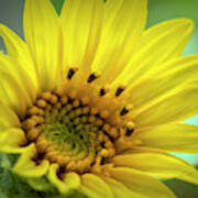 Wild Sunflower Poster