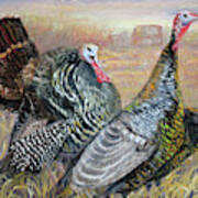 Wild Turkey Trio Poster