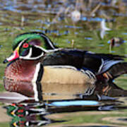 Wild Wood Duck On The Old Mill Pond Poster