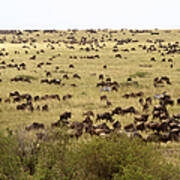 Wildebeest In The Plains Of Masai Mara Poster