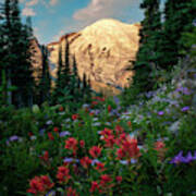 Wildflower Morning On Mount Rainier Poster