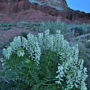 Wildflowers In The Dark In Capitol Reef Np Poster
