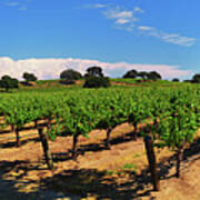 Wine Country Panorama Poster