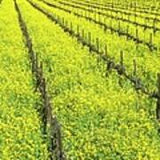 Wine Fields In Spring, Napa Valley Poster